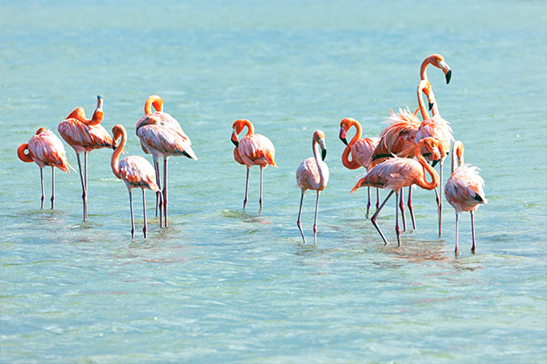 Flamingoer på Kos Saltsø